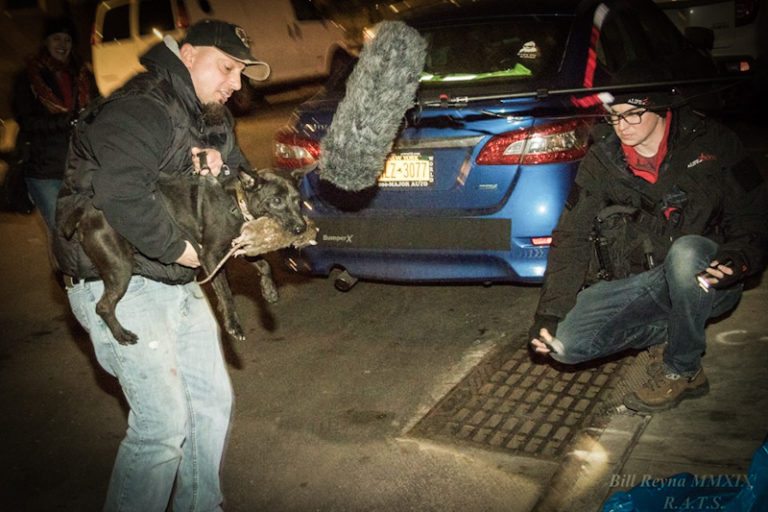 Rat Hunting Dogs The History Of Rat Terriers and Ratcatchers A Life