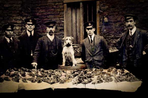 vintage rat hunting dog NY