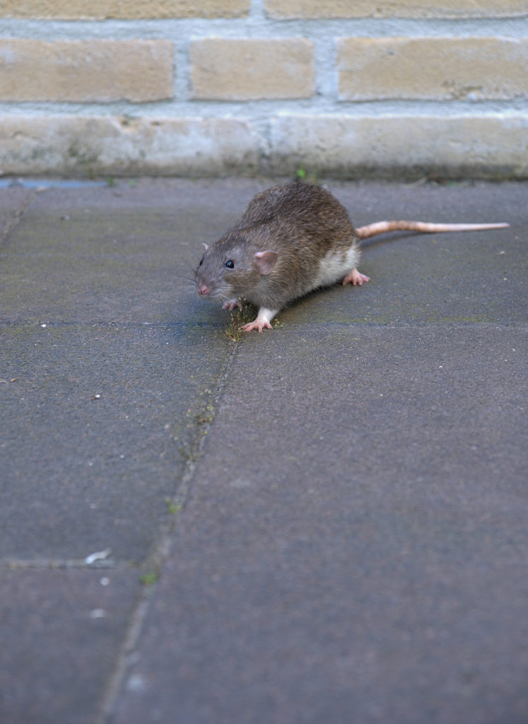 urban rat