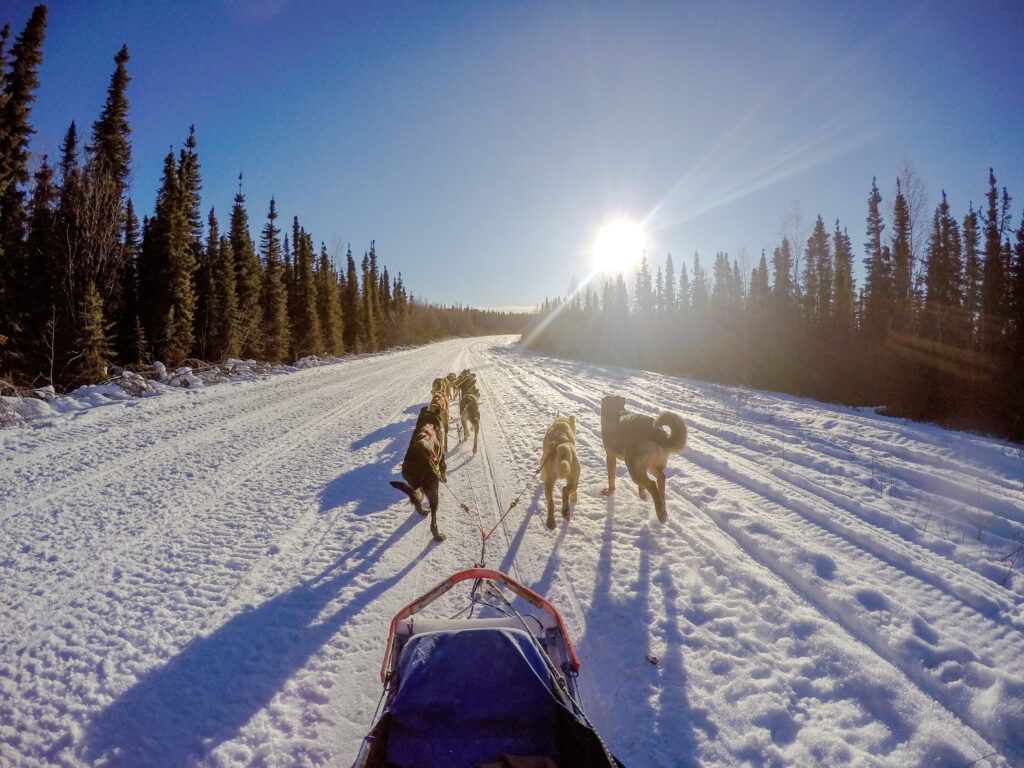 sled dogs pulling musher from mushers perspective