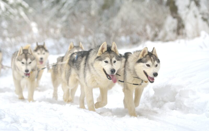 sled dogs running through the snow