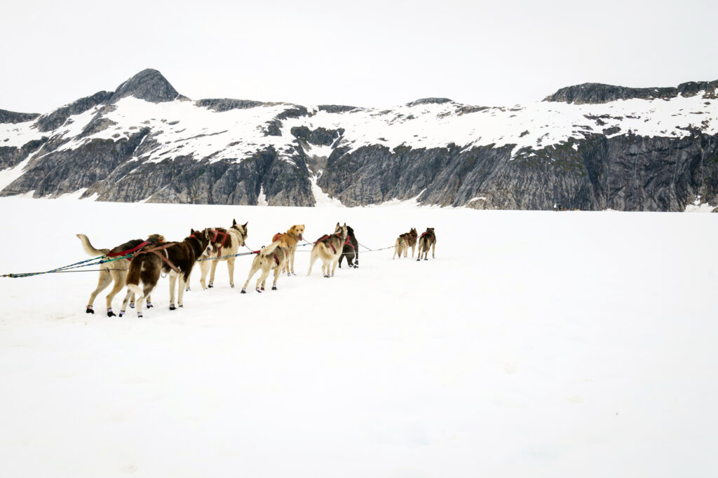 sled dogs training on alaskan glacier