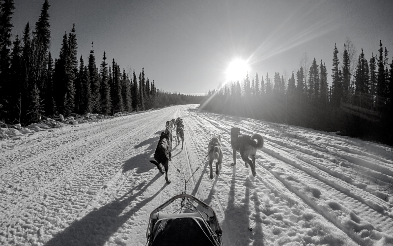 musher and sled dog black and white