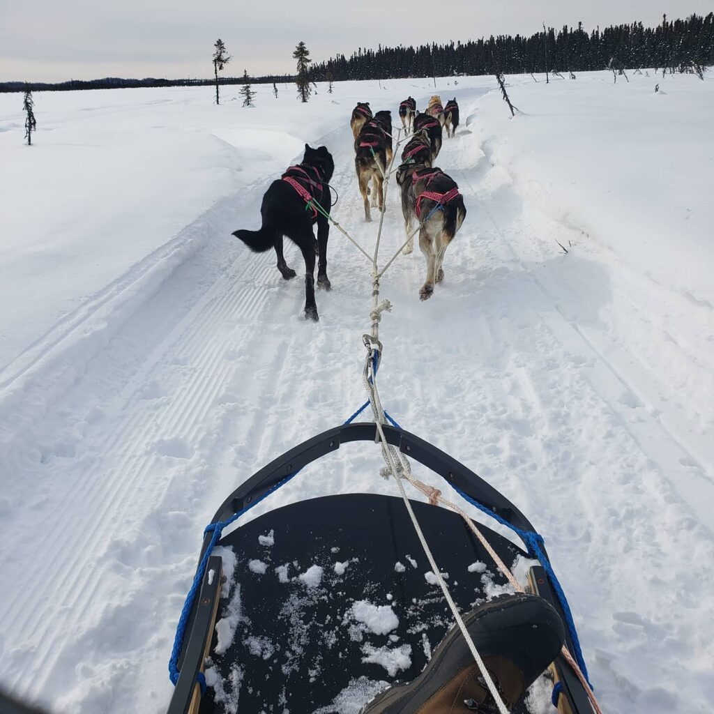 a life of dogs sled dogs
