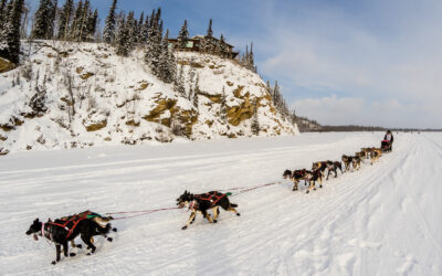 iditarod sled dog team fairbanks alaska